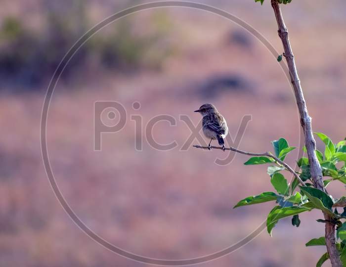 A small and tiny bird Stonechat