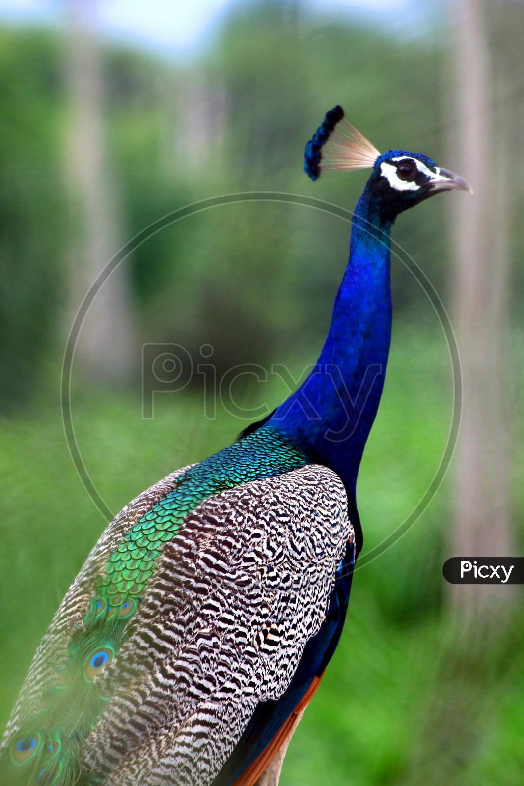 Peacock, the national bird of India are seen on the forest roads in Ajmer on August 23, 2020.