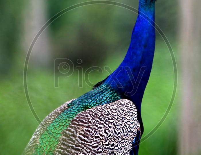 Peacock, the national bird of India are seen on the forest roads in Ajmer on August 23, 2020.
