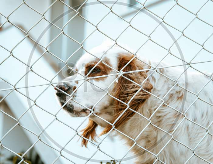 White And Brown Shelter Dog Looking Through A Fence