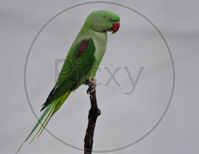 The Green Parrot During Monsoon On Tree