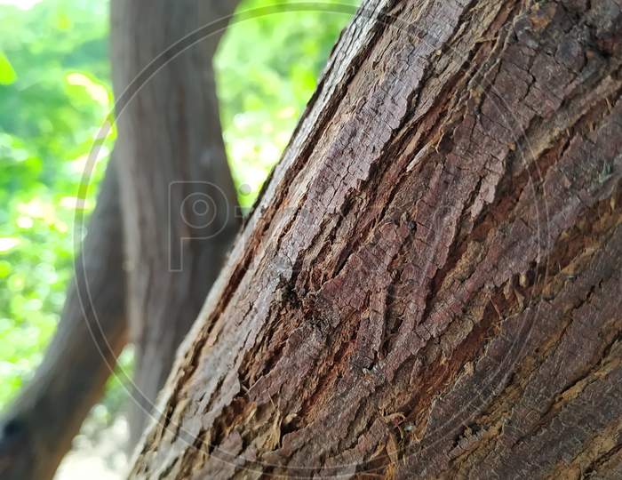 Beautiful texture wooden Background and Close up of the brown bark on the trunk of a gum tree in a forest.