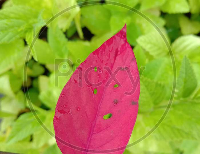 A pink leaf in the hand