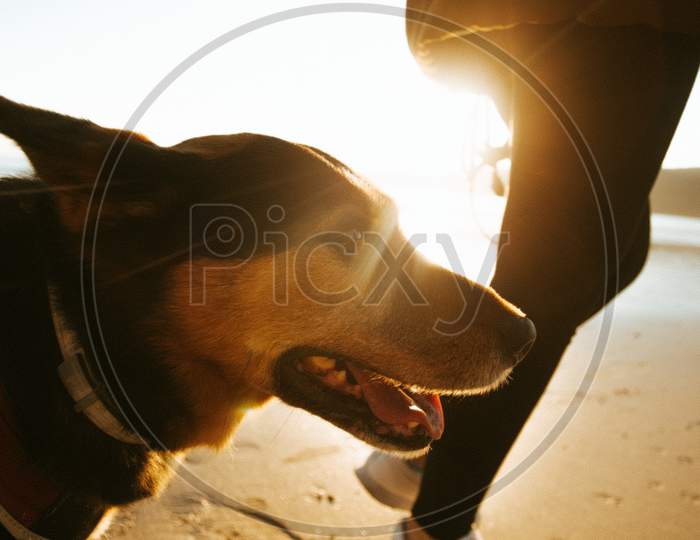 Cute Brown And Black Dog Taking A Walk By The Beach During A Sunny Day
