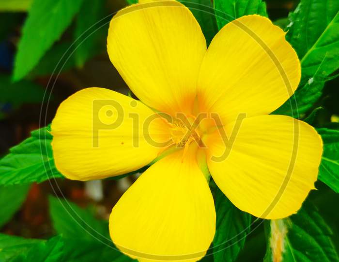 Portrait shot of Single Yellow Alder or Turnera ulmifolia flowers