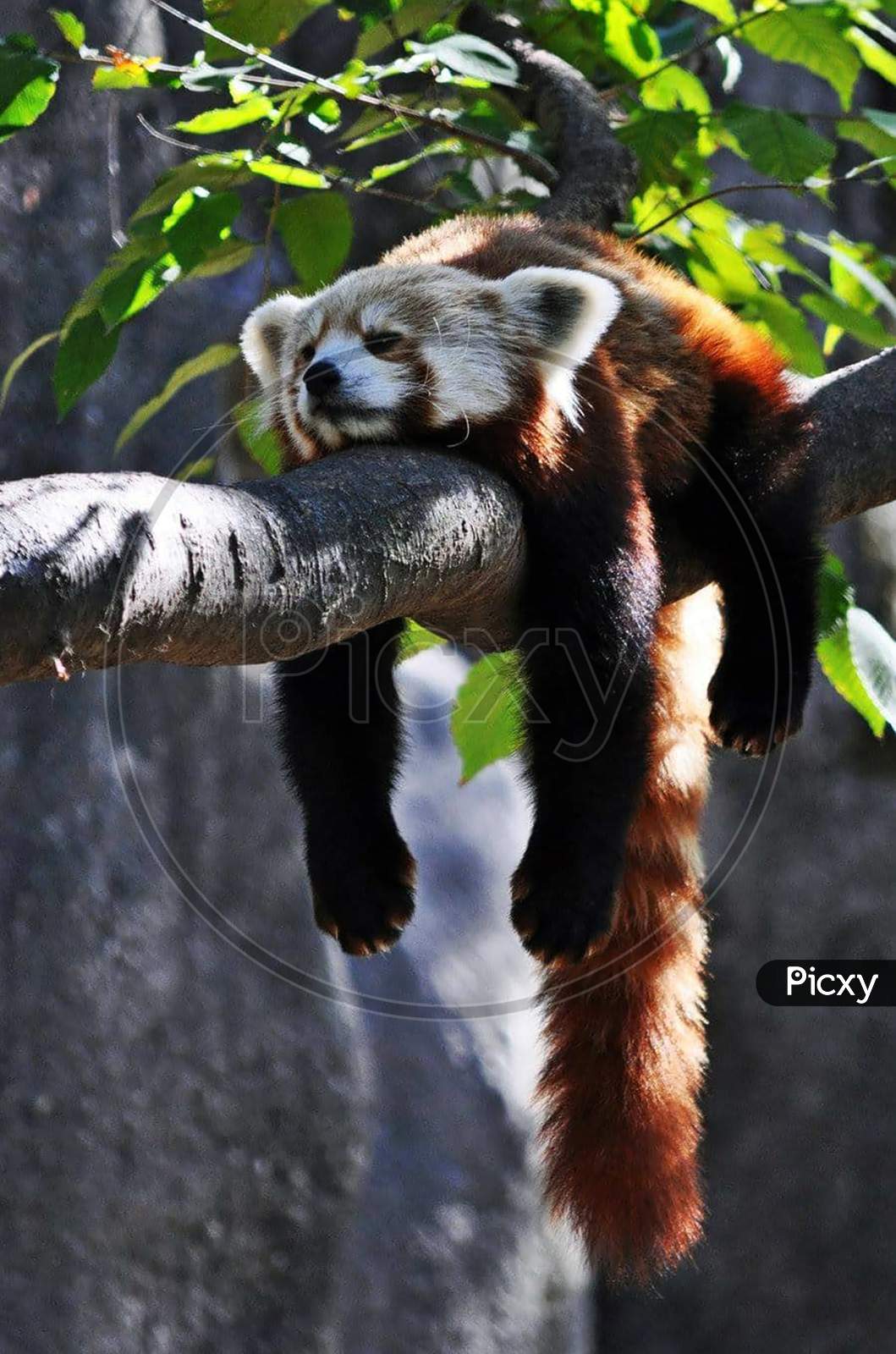 red panda image