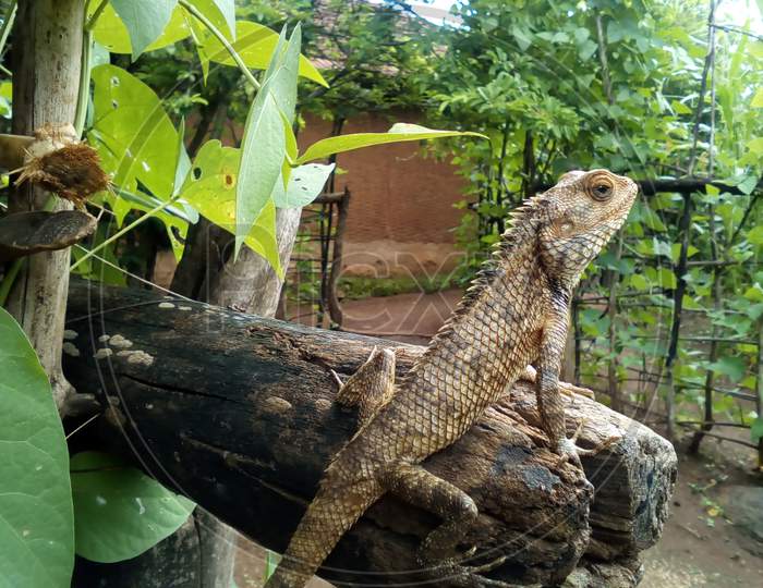 Lizard perched on wood