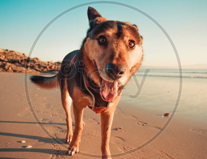 Dog Giving A Super Smile To The Camera On The Beach During A Sunny Day