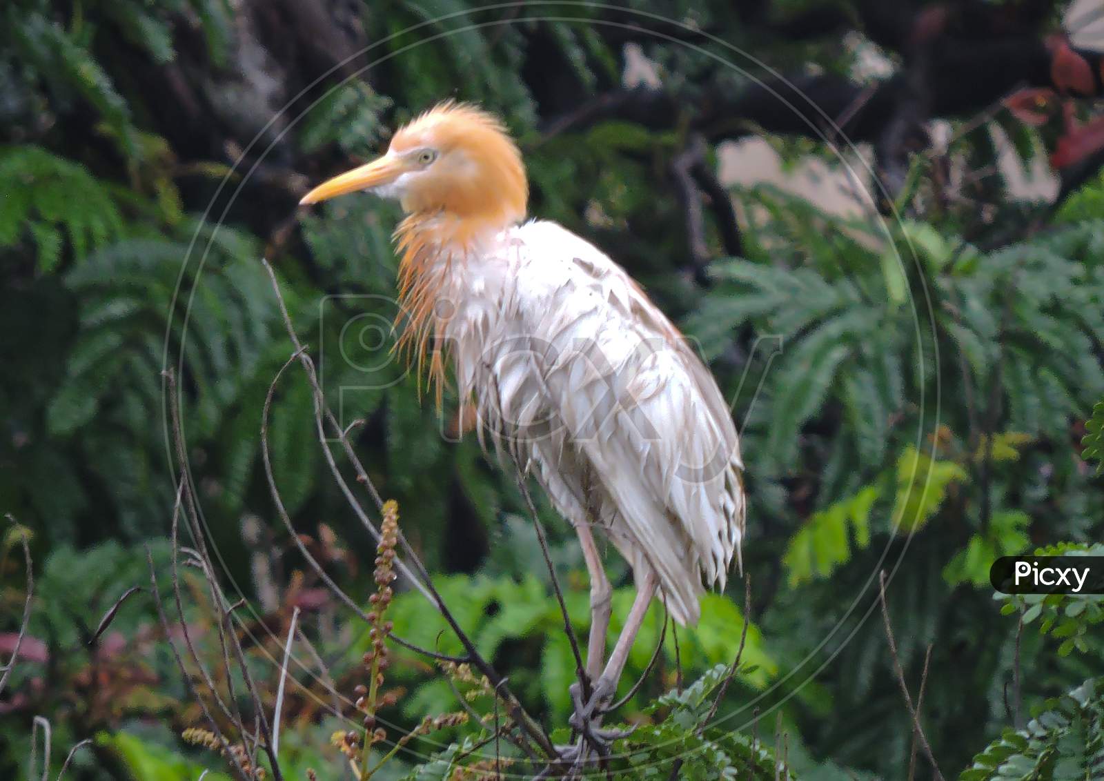 The Cattle Egret For Breeding During Monsoon On Tree