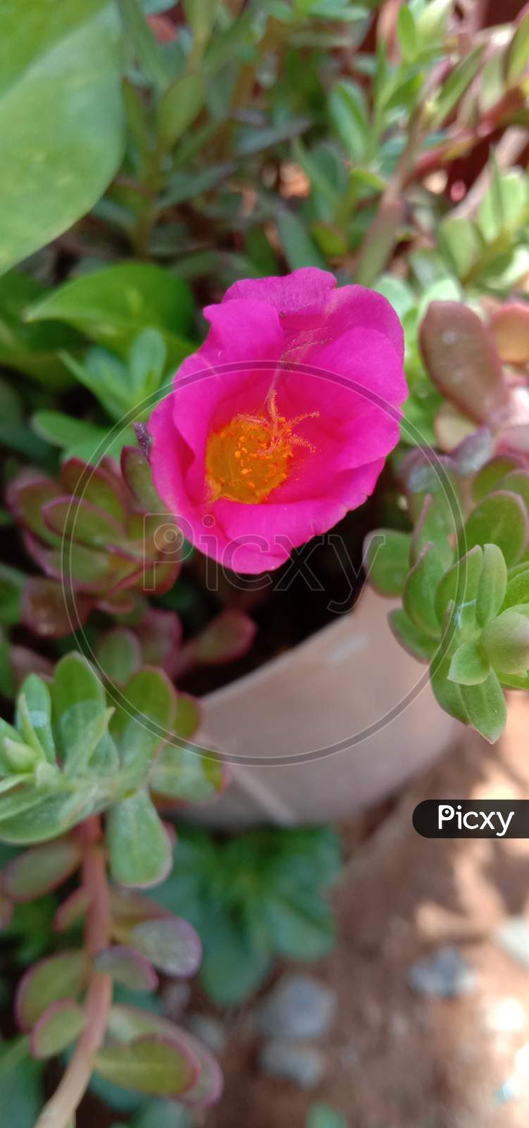 A pink flower in the garden