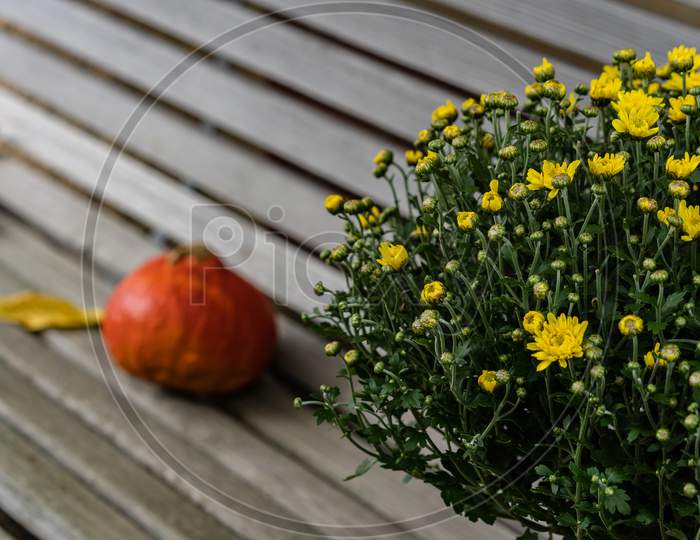 Holiday Symbols With Orange Pumpkin And Yellow Leaf And Flower Bouquet On An Wooden Vintage Bench Outside.