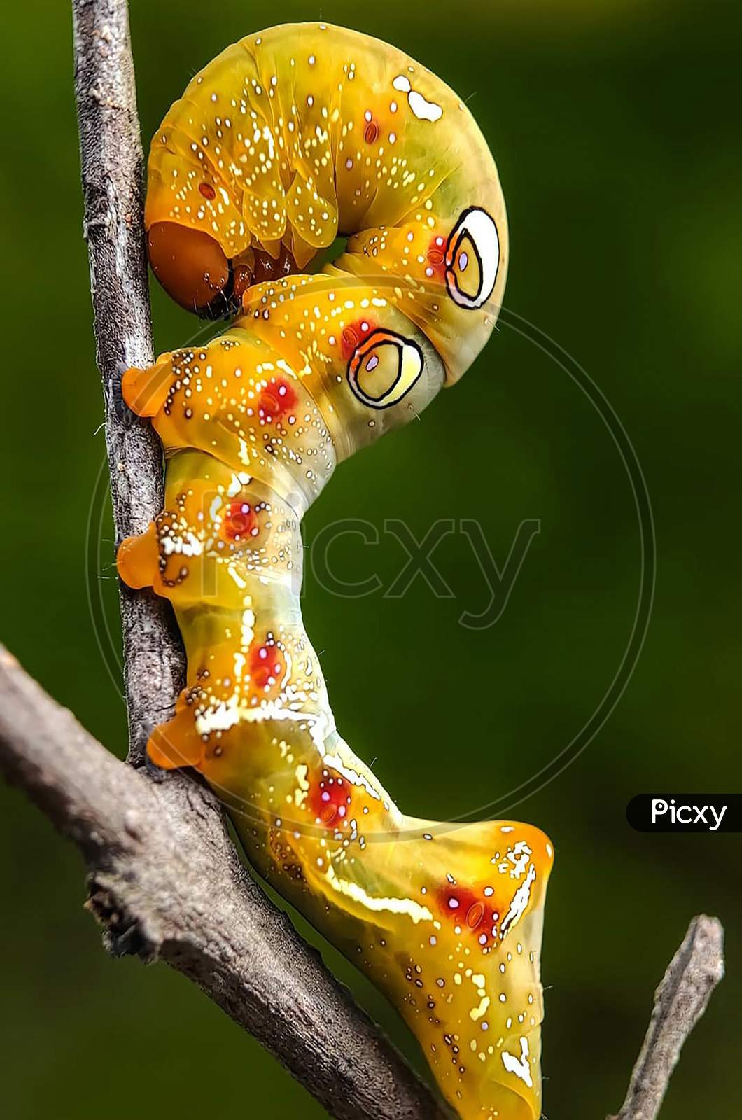 caterpillar image