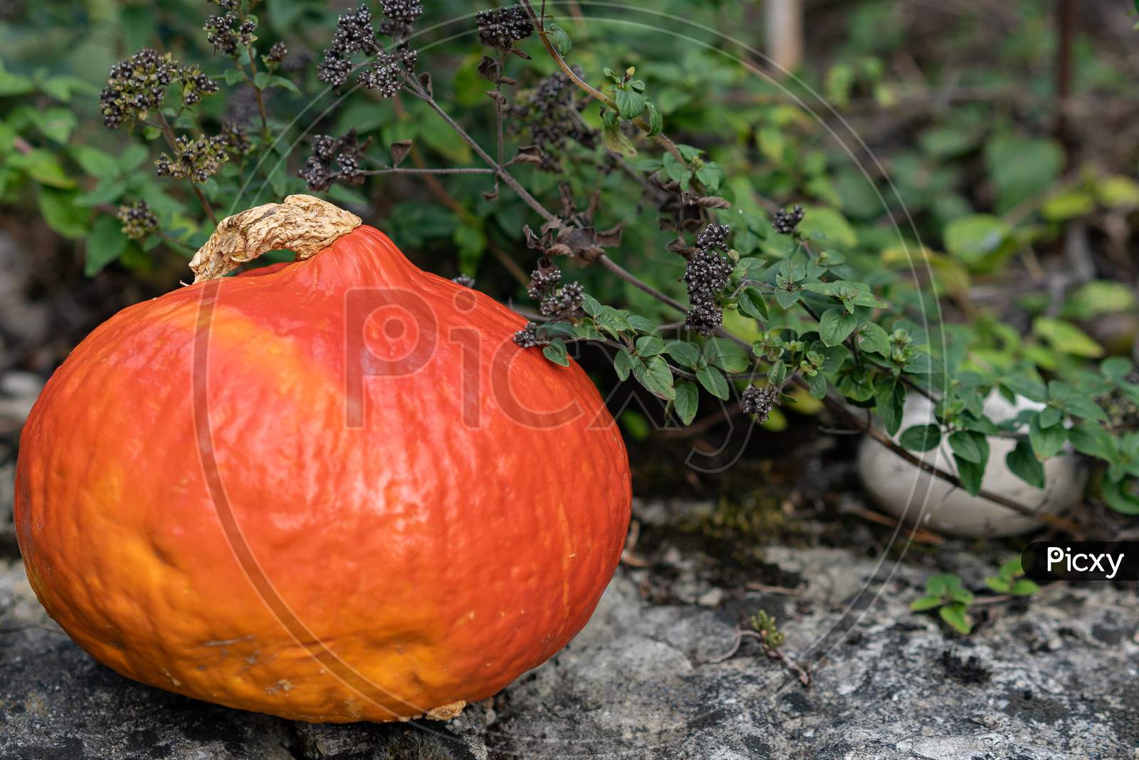 Orange Pumpkin On A Stone Platform On Foreground And Green Herbs Like Marjoram And Round Stone In Background.
