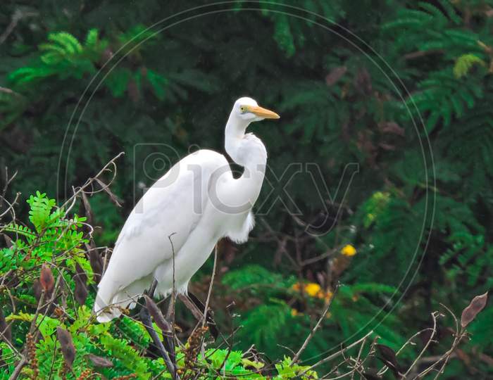 Egret For Breeding During Monsoon On Tree