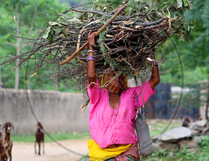 Indian woman carry home branches and twigs to use as fire wood when cooking in outskirts village of Ajmer on August 23, 2020.