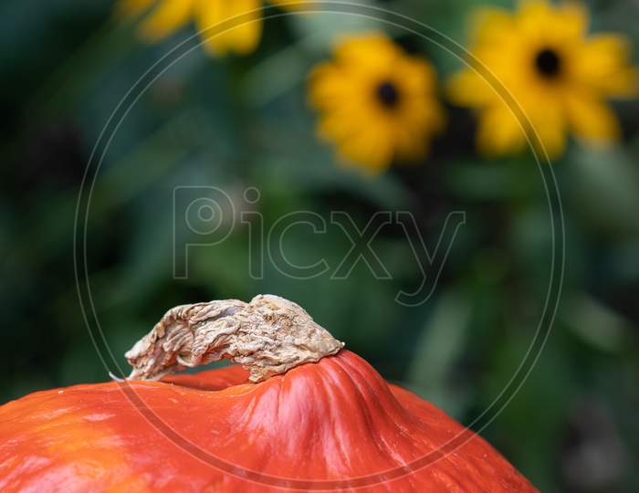 Orange Pumpkin In Foreground With Yellow Coneflower In Background.