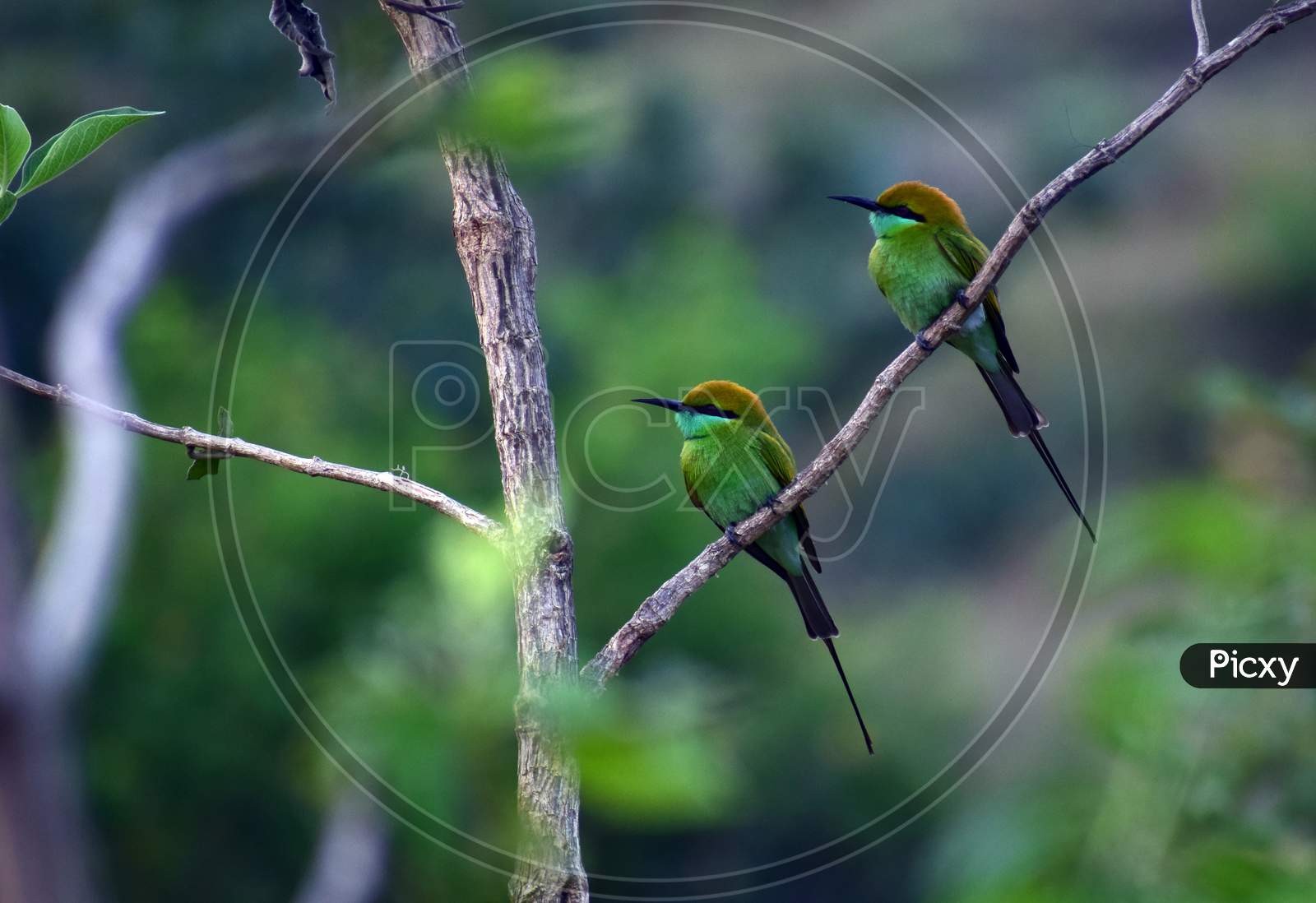 A pair of small bee eaters waiting for a pray to come in a range