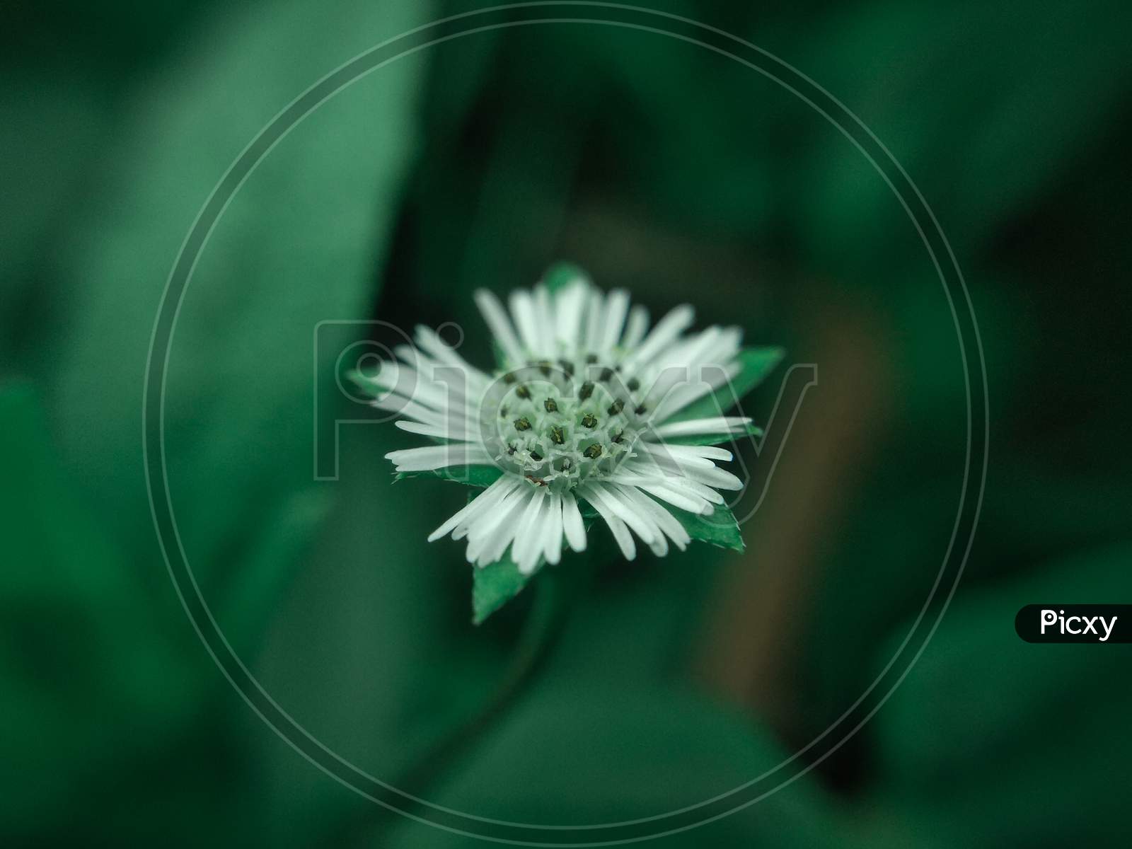 False Daisy flower