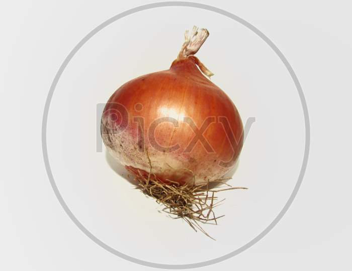 Onion on white background