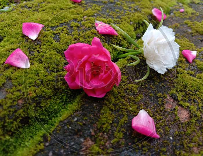 A pink and red rose petals in the garden