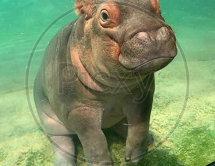 baby hippo underwater