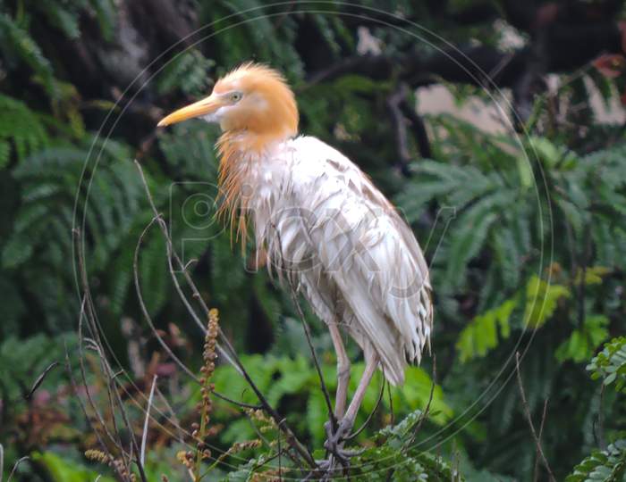The Cattle Egret For Breeding During Monsoon On Tree