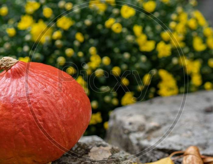 Orange Pumpkin On Stone Path In Front Of Yellow Flower Bouquet.