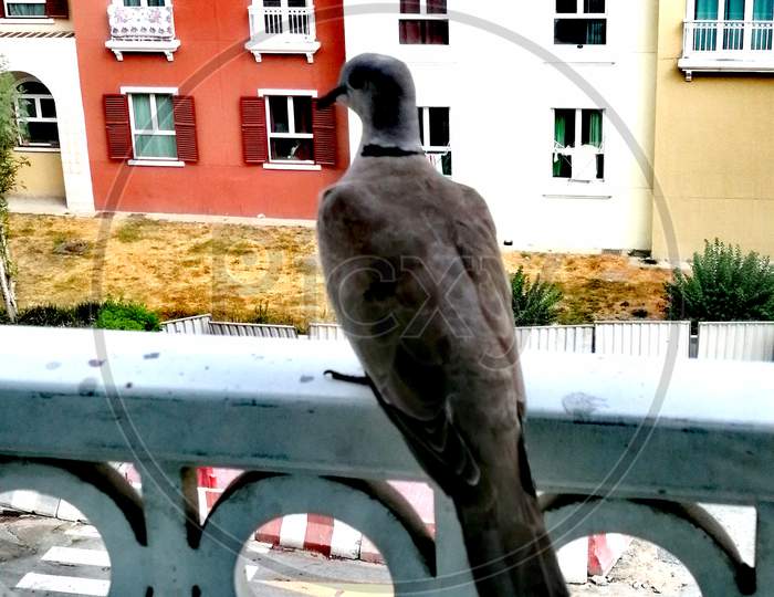 Bird outside the window
