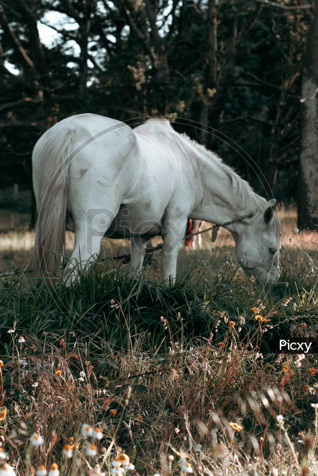 Gorgeous White Horse Eating Grass