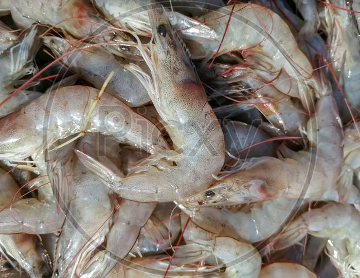 The Indian prawn Fenneropenaeus indicus is one of the major commercial prawn species of the world