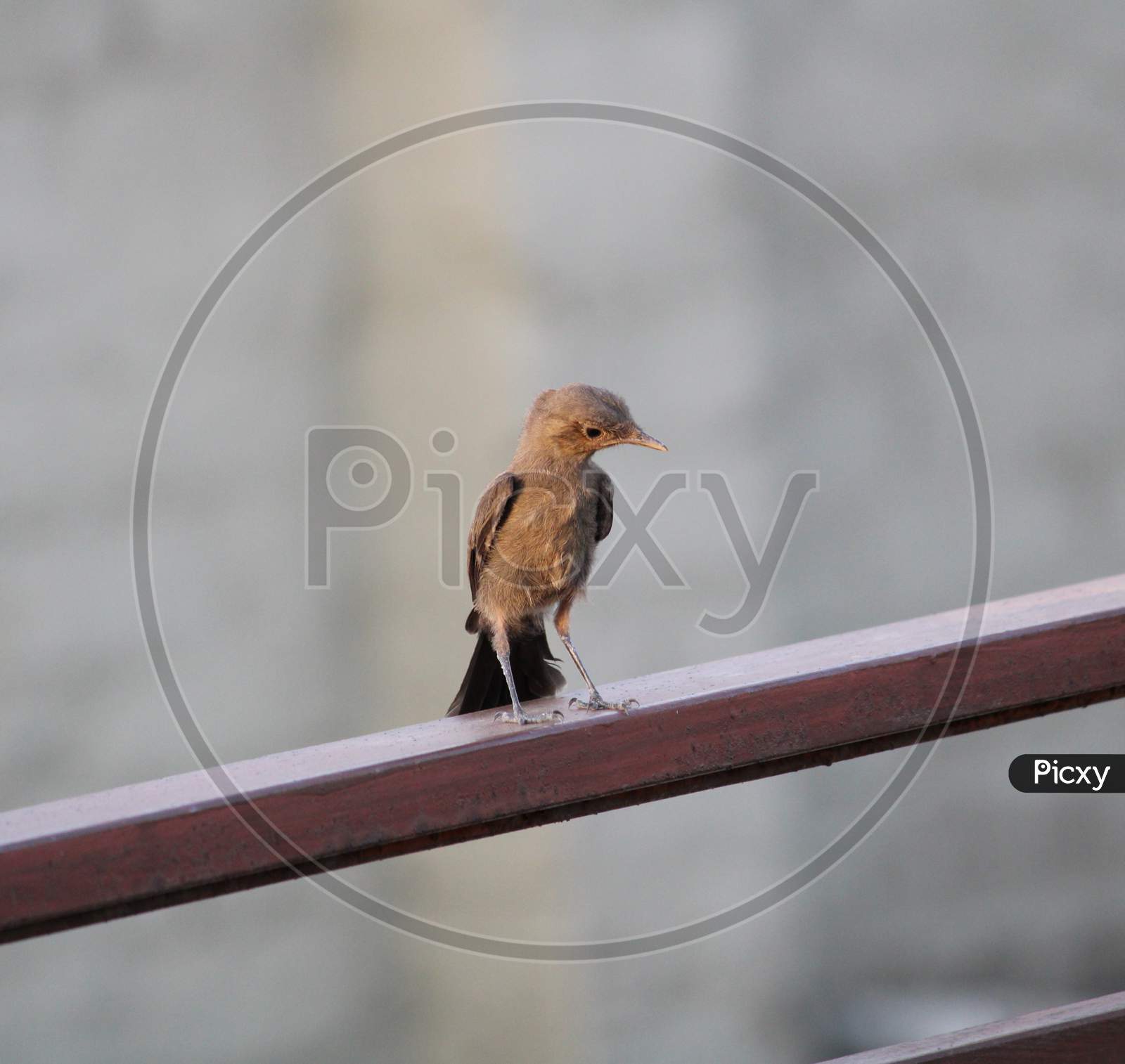 A Small And Beautiful Sparrow Sitting on Terrace