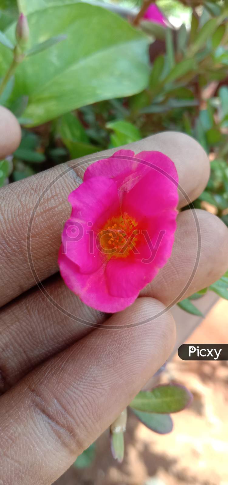 A pink flower in the hand