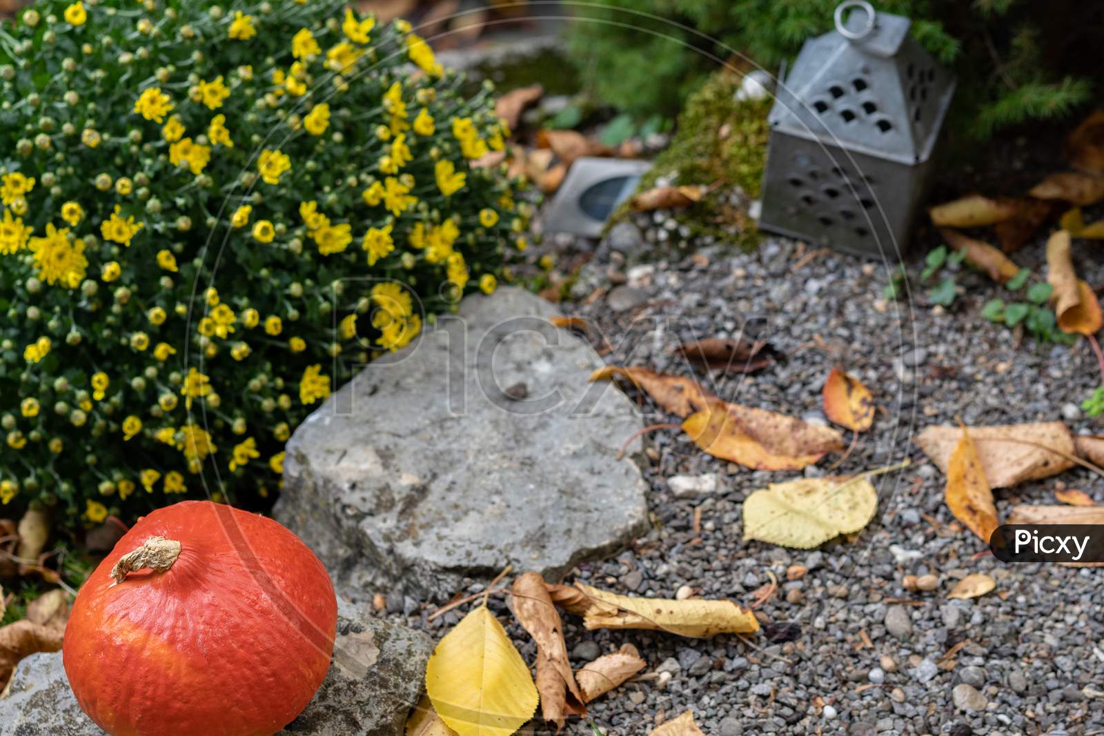 Orange Pumpkin On Gravel With Rustic Yellow Flower Bouquet And Autumn Leafs And Tin Lantern In Background.