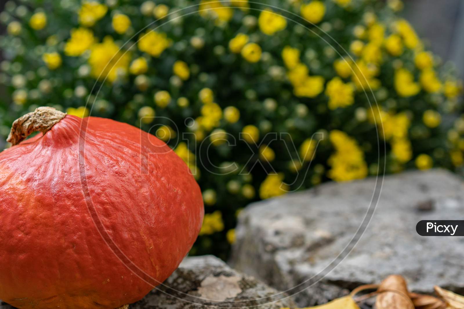 Orange Pumpkin On Stone Path In Front Of Yellow Flower Bouquet.