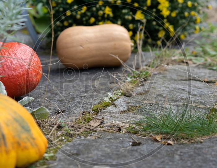 Rustic Decorative Gourd On Stone Footpath With Yellow Flower In Background.