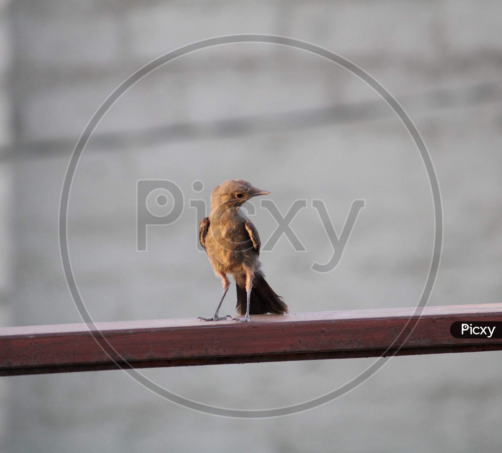 A Beautiful Sparrow Sitting on Terrace