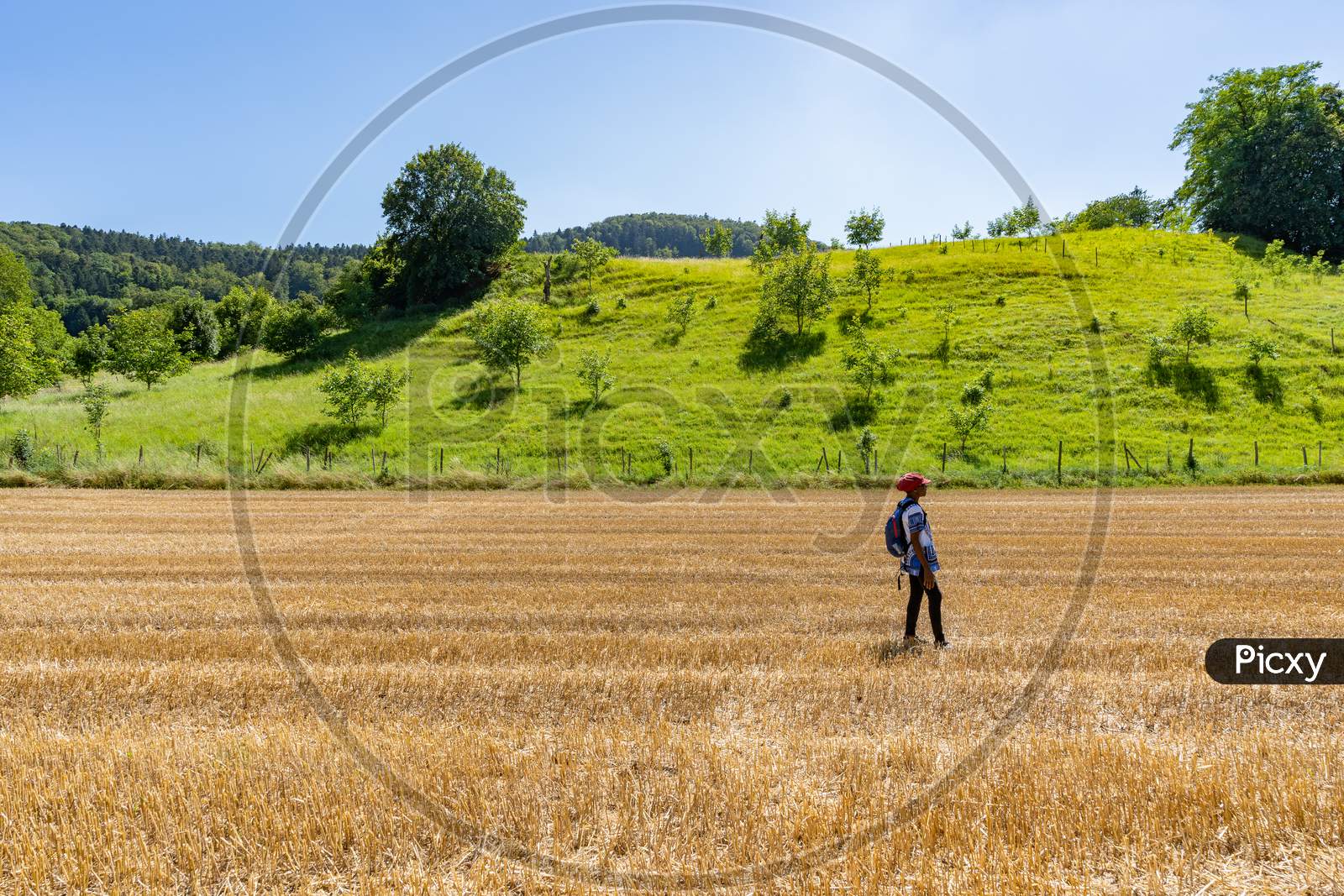African Woman Walking On Golden Harvested Corn Field In Hot Summer Afternoon.