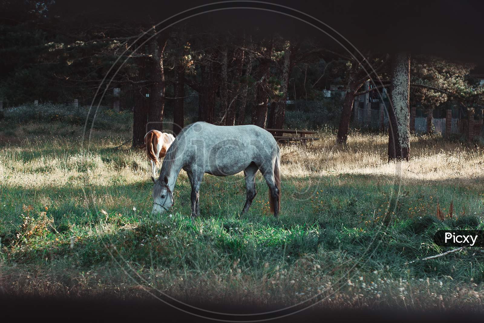 Shot From The Fence Of A White Horse Eating Grass
