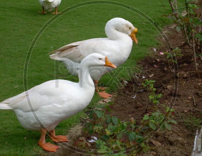 A pair of Duck on the garden.