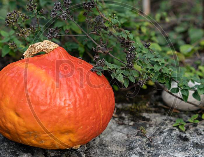 Orange Pumpkin On A Stone Platform On Foreground And Green Herbs Like Marjoram And Round Stone In Background.