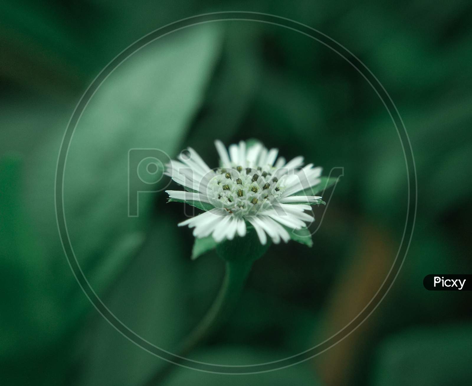 False Daisy flower