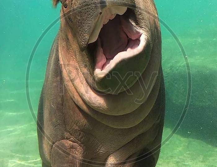 baby hippo underwater image