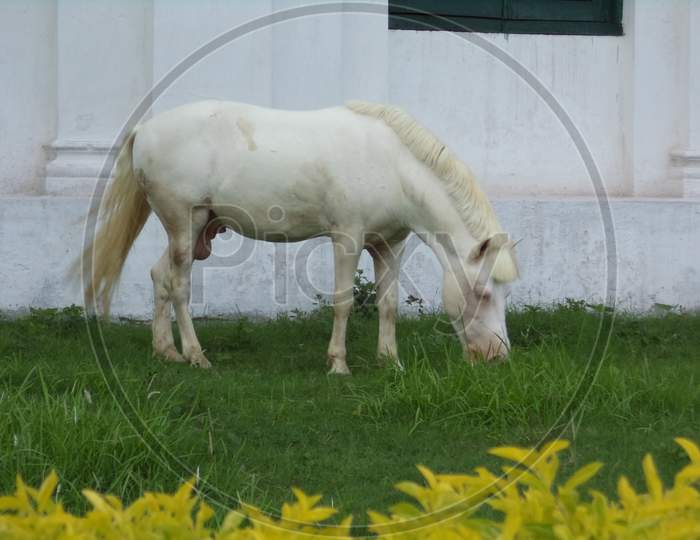 white horse of imambara of murshidabad