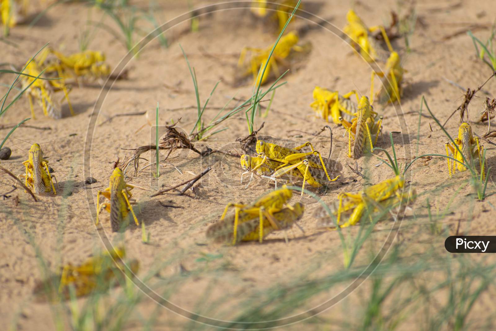 Migratory locust swarm