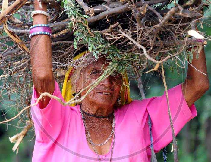 Indian woman carry home branches and twigs to use as fire wood when cooking in outskirts village of Ajmer on August 23, 2020.