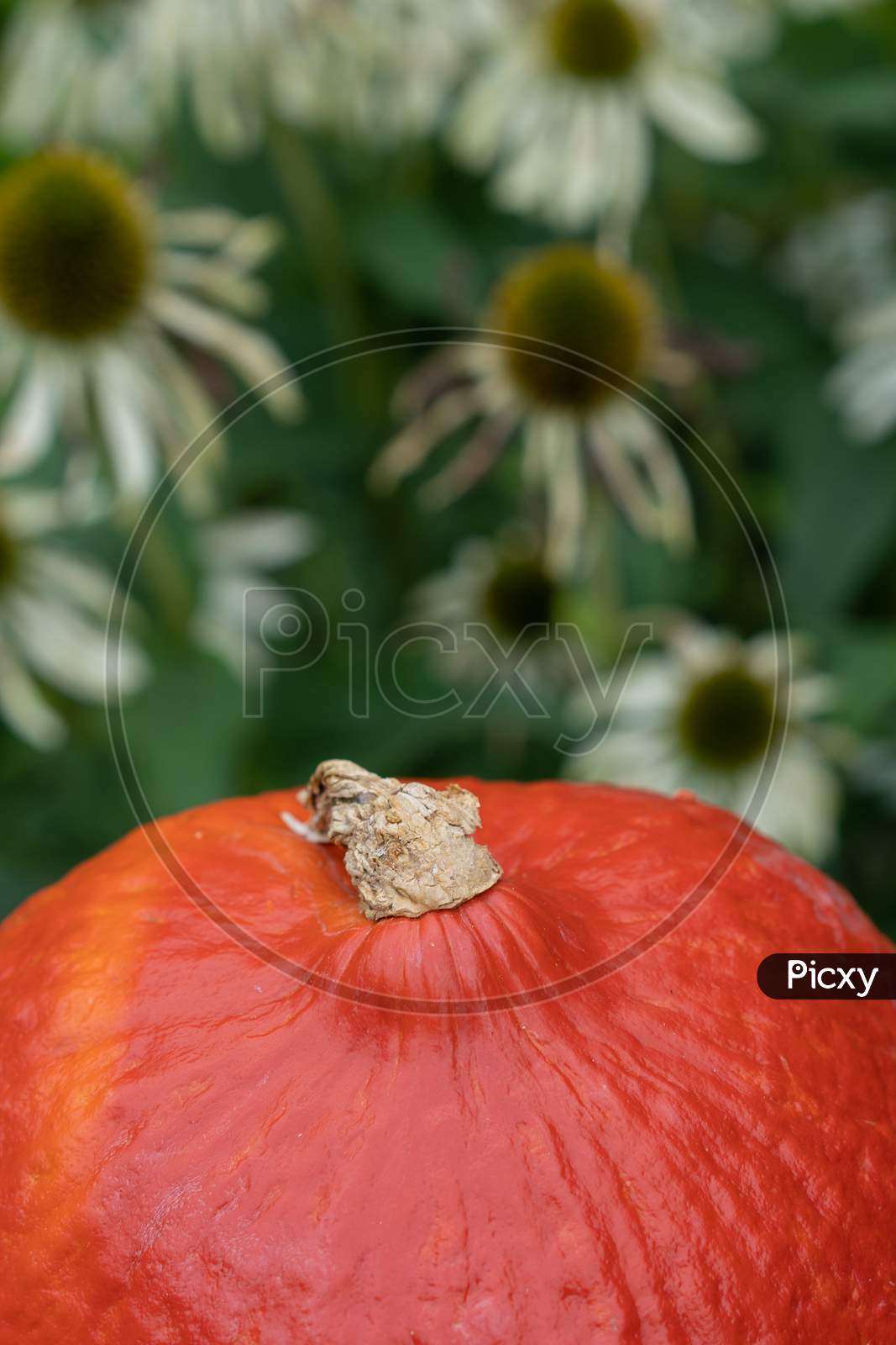 Orange Pumpkin In Foreground With White Coneflower In Background.