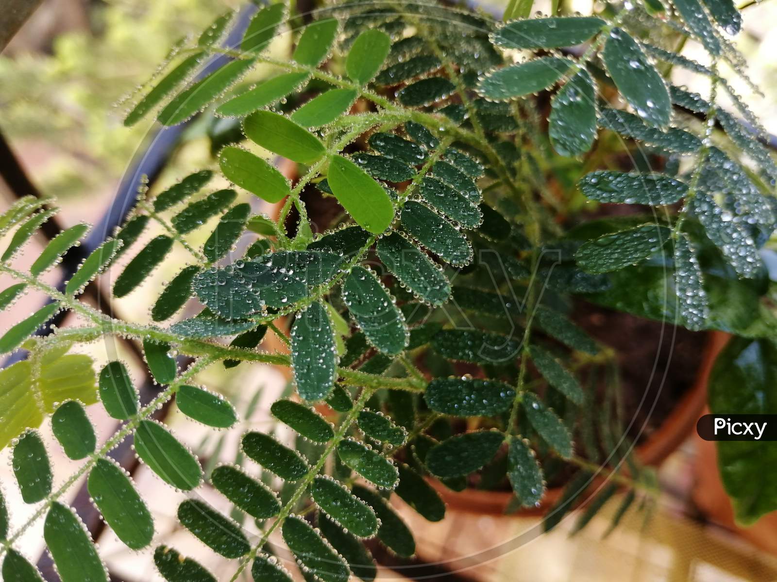 tamarind leaf