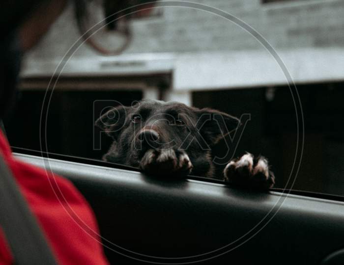 Curious Black Dog Asking For Attention In A Car