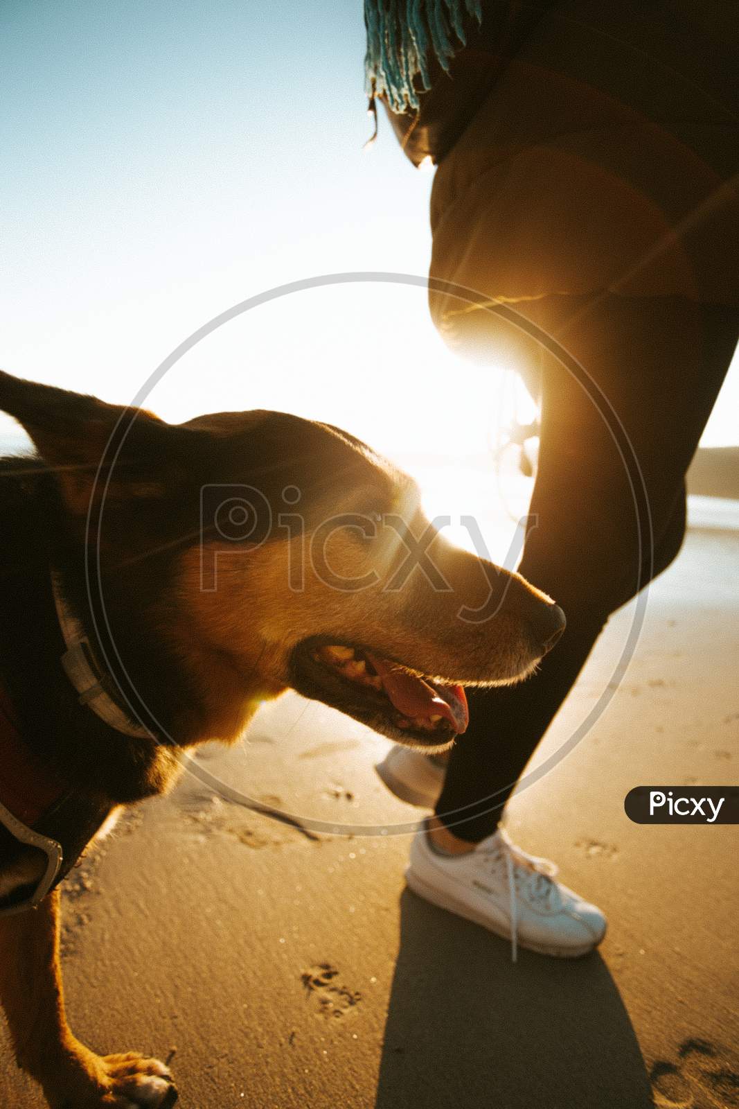 Cute Brown And Black Dog Taking A Walk By The Beach During A Sunny Day