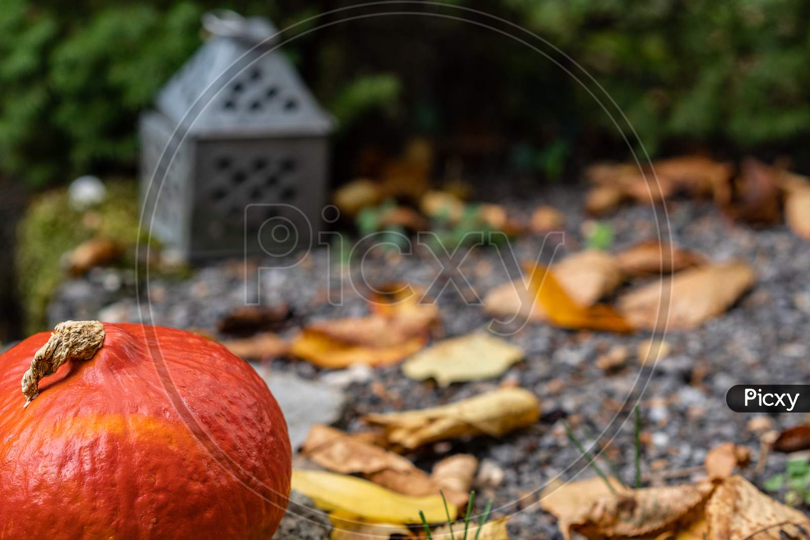 Orange Pumpkin On Gravel With Tin Lantern In Background And Autumn Leafs.